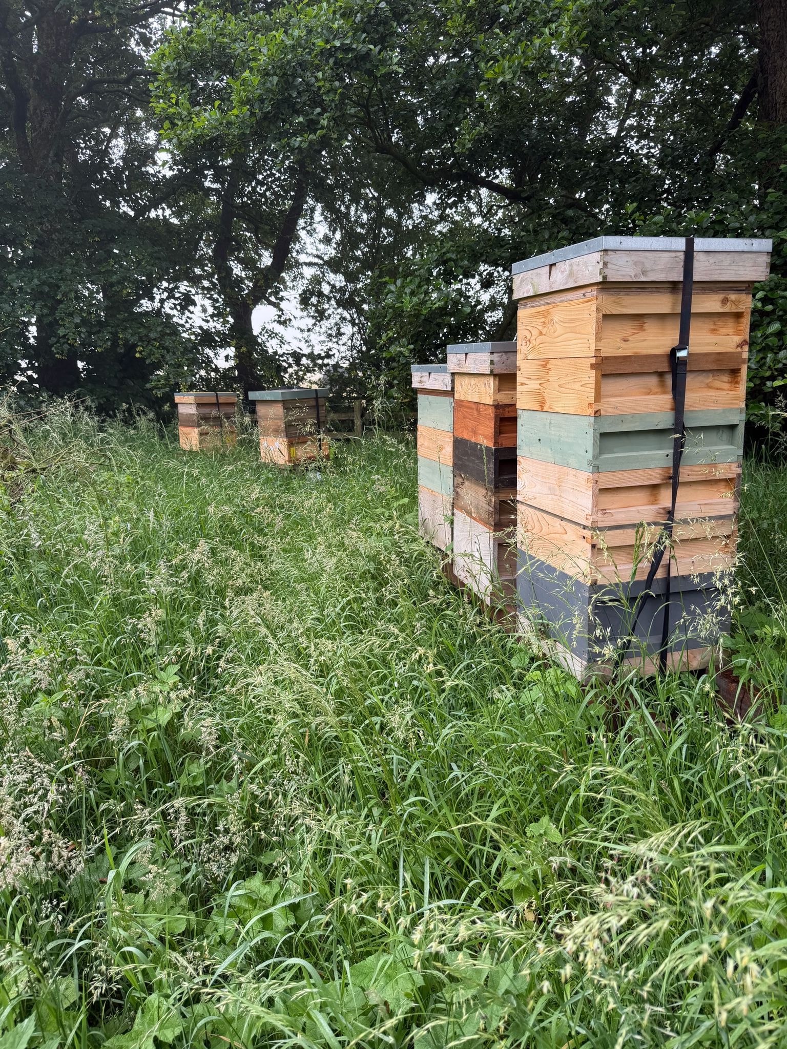 Honeybees foraging on wildflowers
