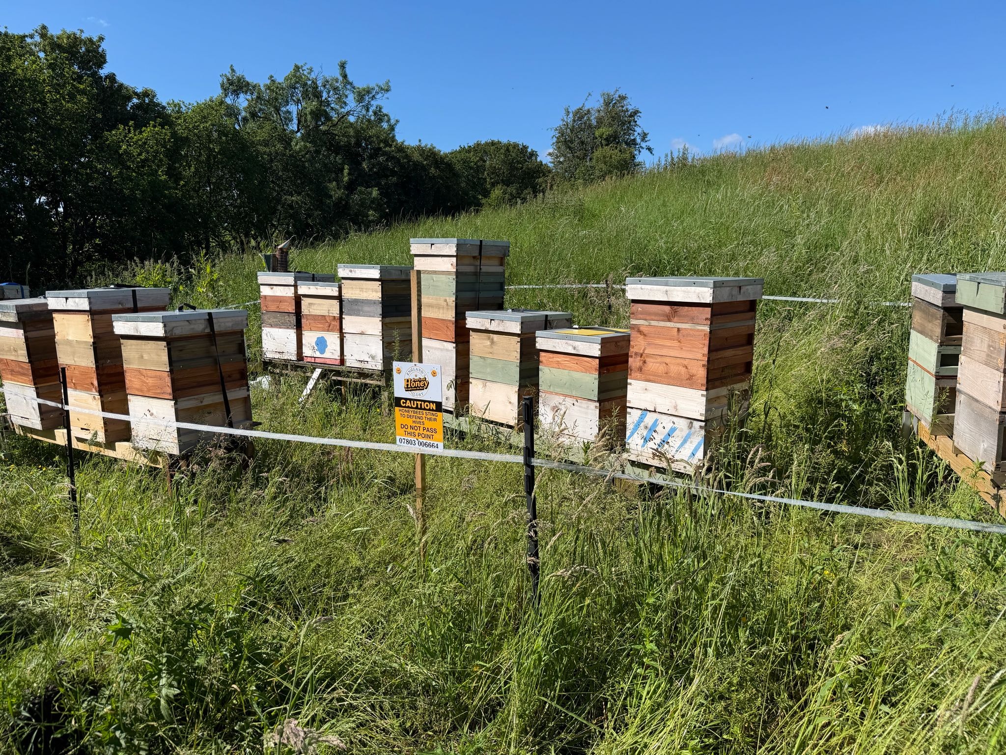Wooden beehives in a green countryside field