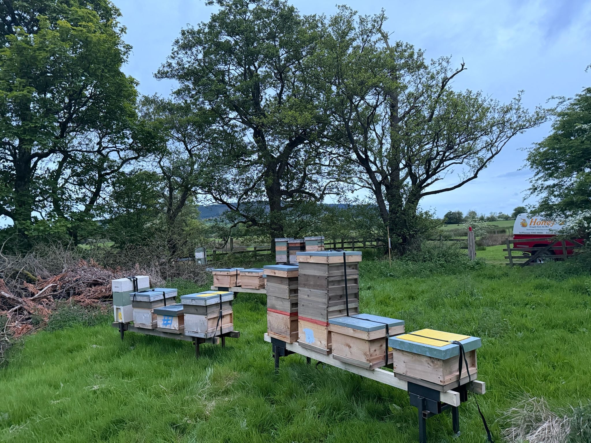 Beekeeper harvesting honey frames